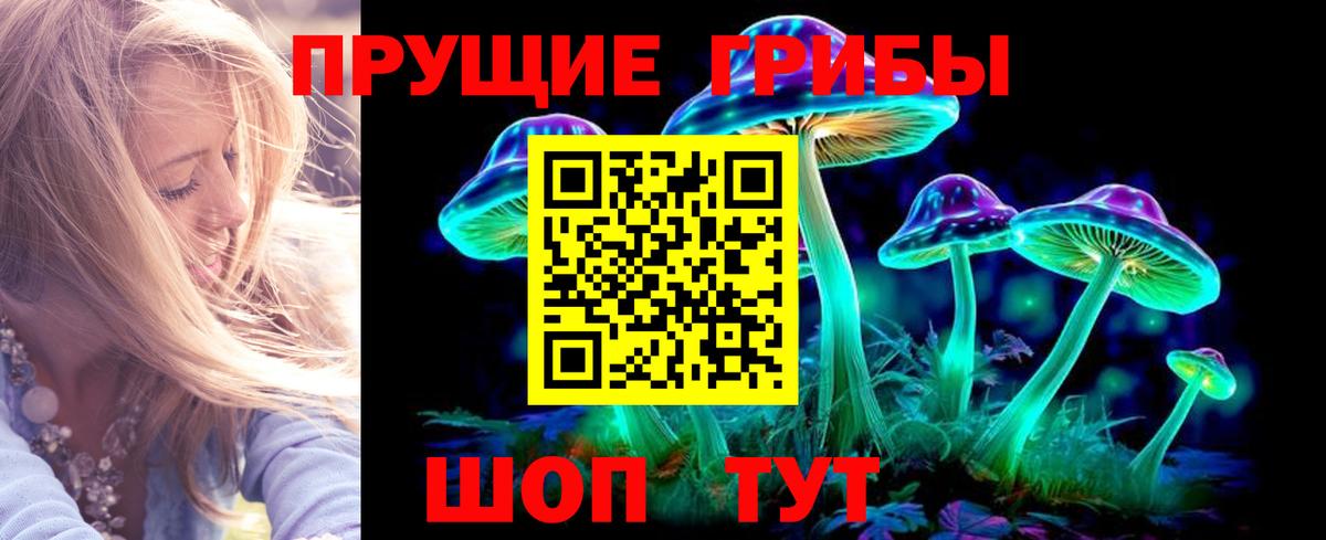 Псилоцибиновые грибы Psilocybe  Вход с VPN  Осинники 
